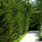 Seaside Laurus *